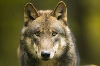 Wolf (c) Ralph Frank.jpg (1700x1132)
